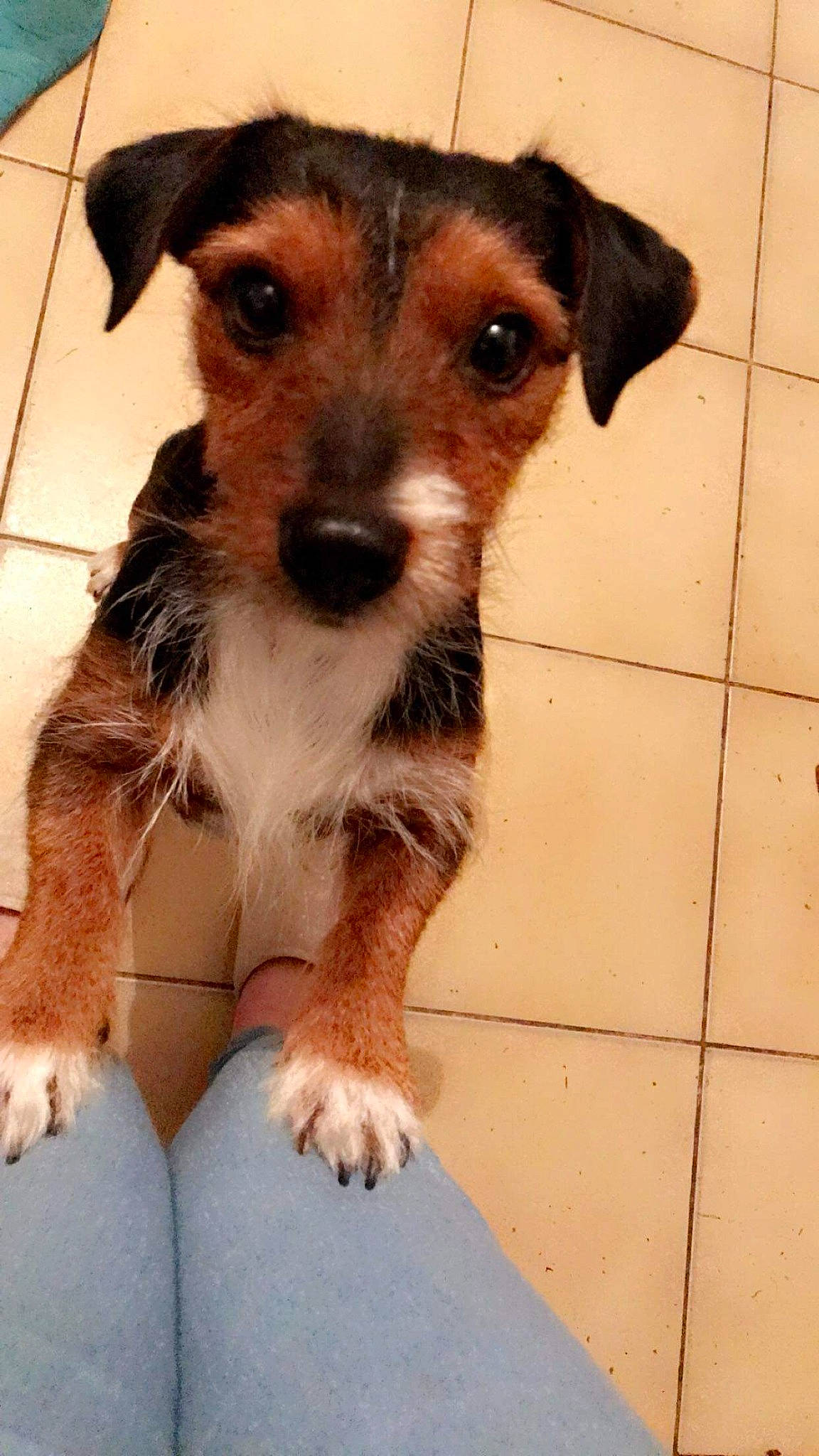 Guismo participe au concours pour gagner de l'argent avec cette photo : canidae, carnivore, companion_dog, dog, dog_breed, dog_clothes, dog_supply, fawn, fur, puppy, snout, sporting_group, terrestrial_animal, terrier, tile_flooring, toy, toy_dog, whiskers, working_animal, working_dog