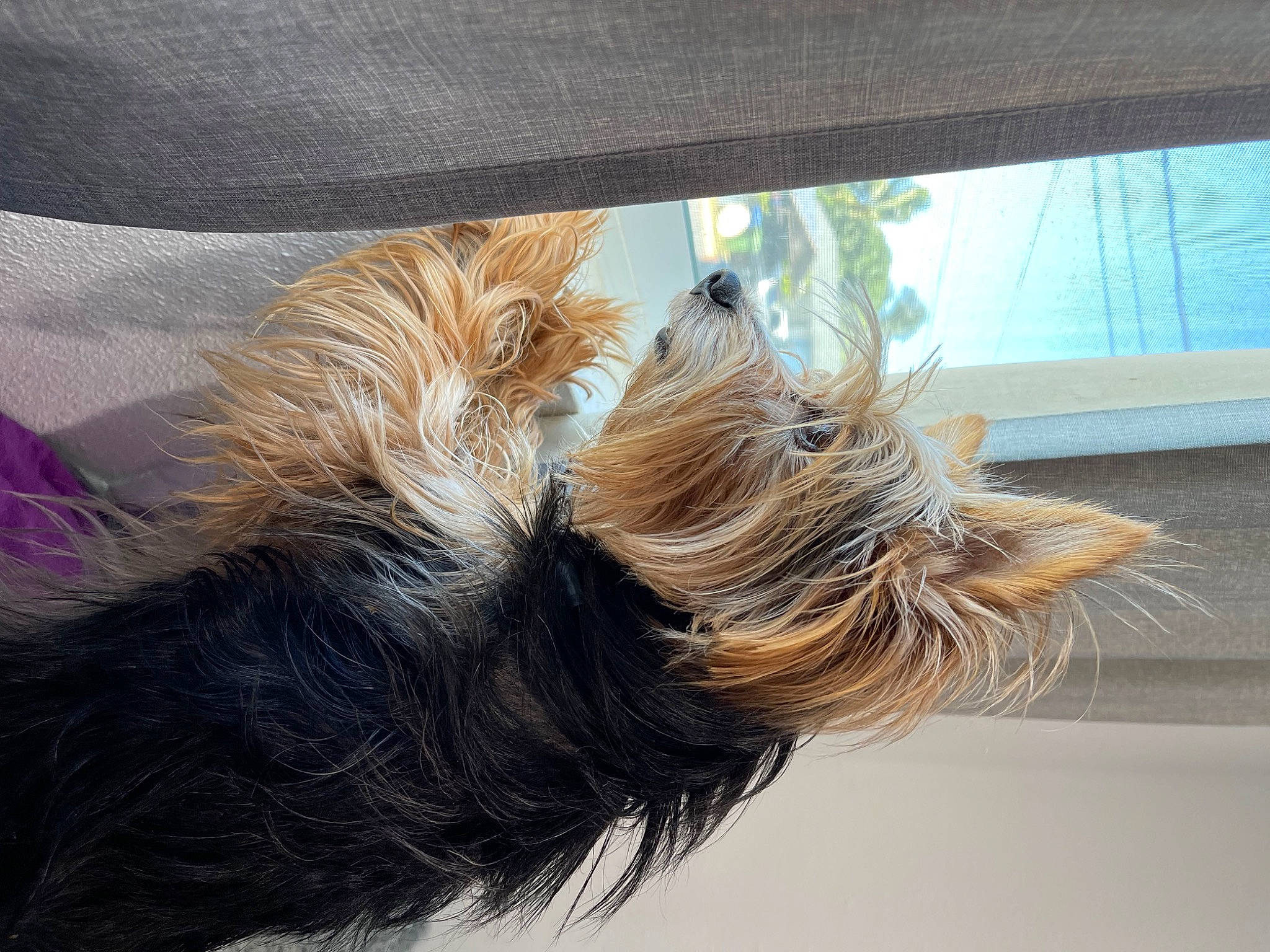 Kolohe is registered to the contest to win money with this photo: canidae, carnivore, comfort, companion_dog, dog, dog_breed, dog_collar, dog_supply, ear, fawn, fur, liver, small_terrier, snout, sporting_group, tail, terrier, toy_dog, whiskers, working_animal