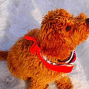 Hudson joined the competition — help win amazing prizes! adorable, animal, canine, companion, curious, curly_fur, cute, dog, fluffy, friendly, fur, looking_up, mammal, outdoor, pet, playful, red_bandana, small_dog, snow, winter