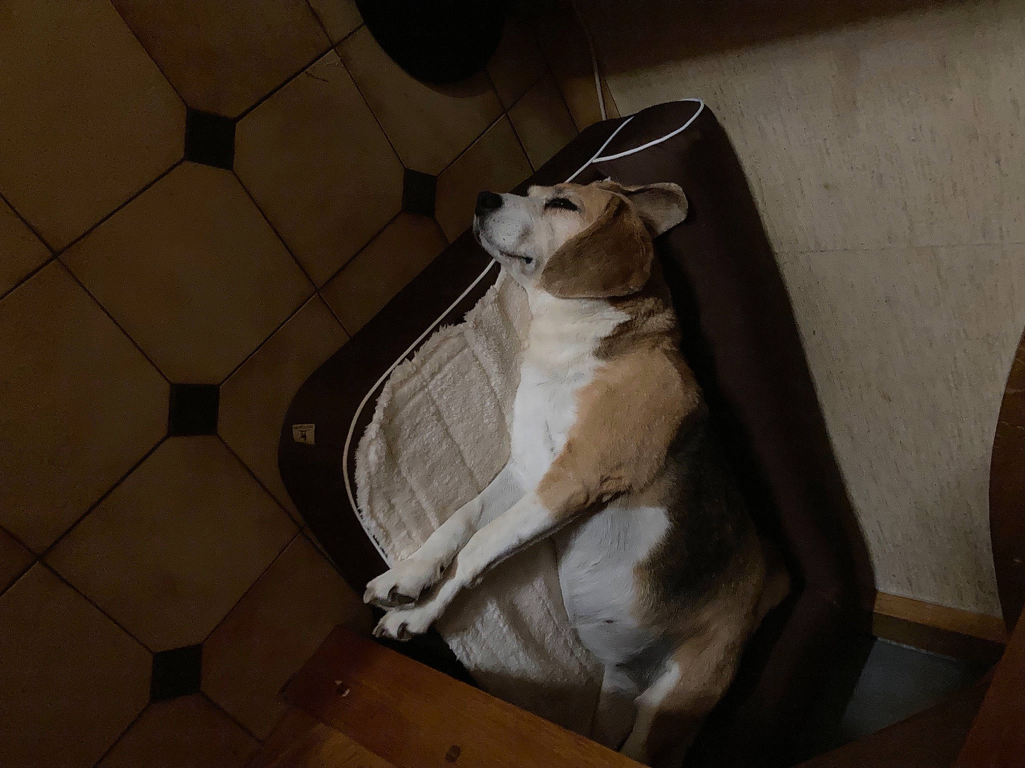 Fliquette participe au concours pour gagner de l'argent avec cette photo : canidae, carnivore, comfort, companion_dog, couch, dog, dog_breed, fawn, felidae, floor, flooring, fur, hardwood, paper_product, small_to_medium_sized_cats, snout, sporting_group, tail, whiskers, working_animal