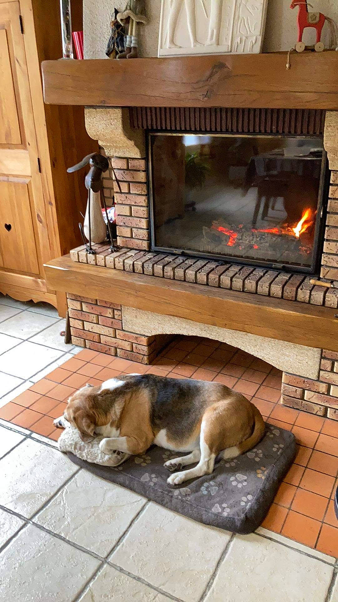 Fliquette a rejoint le concours — aidez-le/la à gagner de superbes lots ! cabinetry, carnivore, companion_dog, cupboard, dog, door, fawn, fireplace, flooring, fur, gas, hardwood, hearth, heat, house, masonry_oven, room, stove, wood, wood_burning_stove