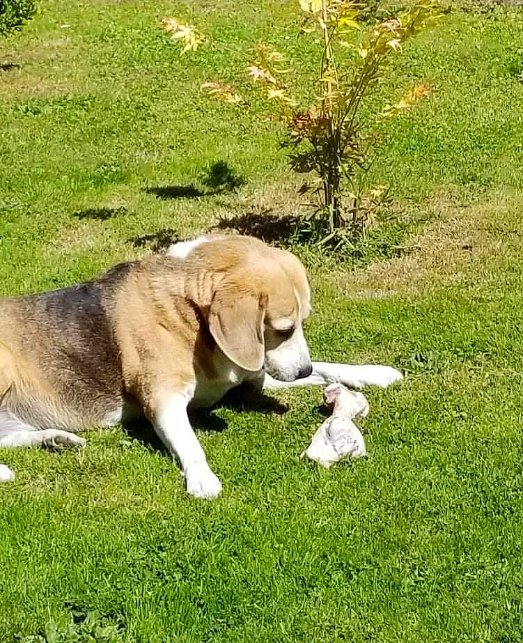 Fliquette participe au concours pour gagner de l'argent avec cette photo : canidae, carnivore, companion_dog, dog, dog_breed, fawn, fur, grass, grassland, groundcover, labrador_retriever, pasture, plant, retriever, snout, sporting_group, tail, terrestrial_animal, working_animal