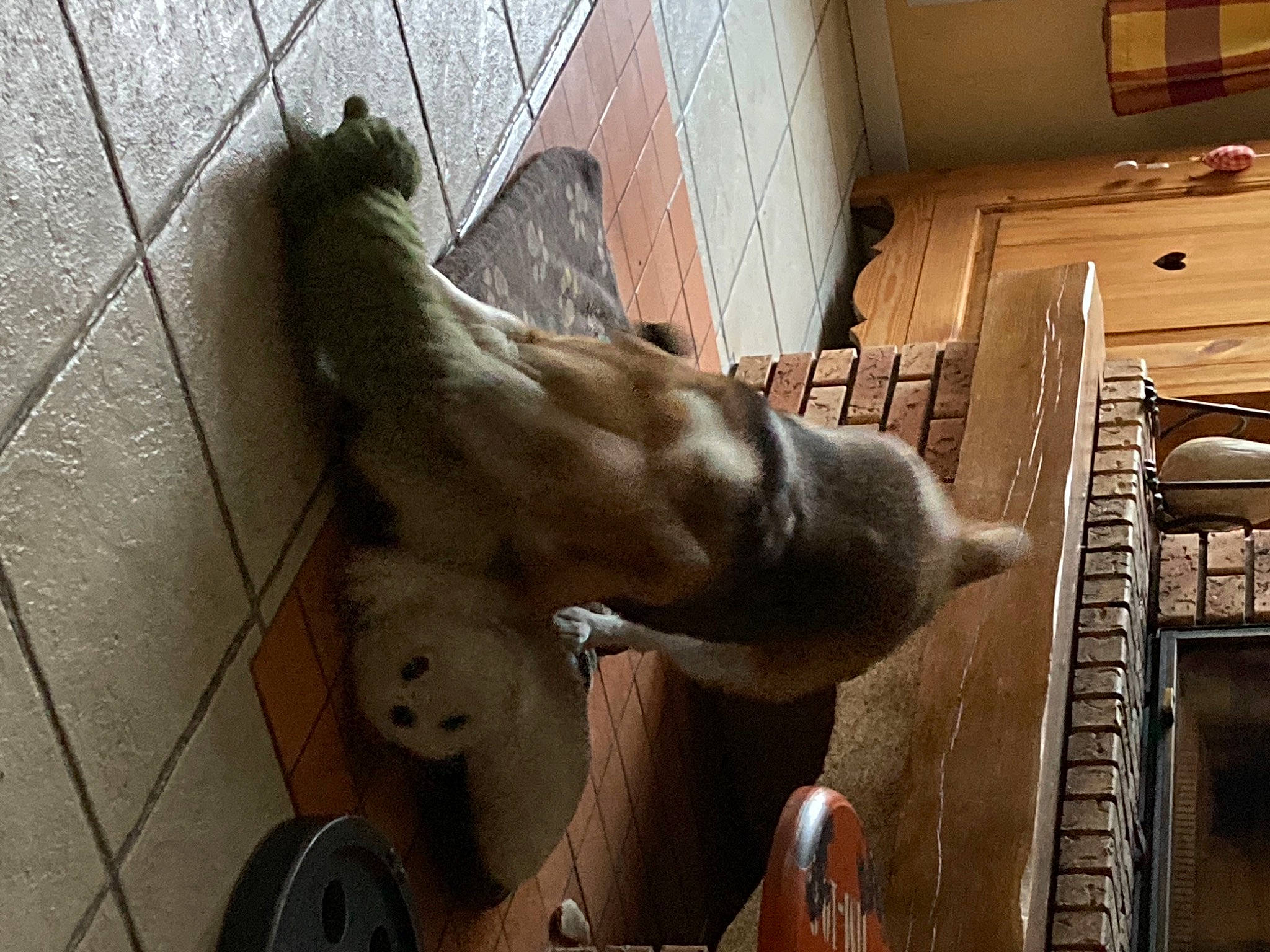 Fliquette participe au concours pour gagner de l'argent avec cette photo : art, canidae, carnivore, dog, dog_breed, fawn, felidae, fur, human_leg, mammal, metal, sculpture, snout, sporting_group, statue, tail, vertebrate, window, wood, working_animal