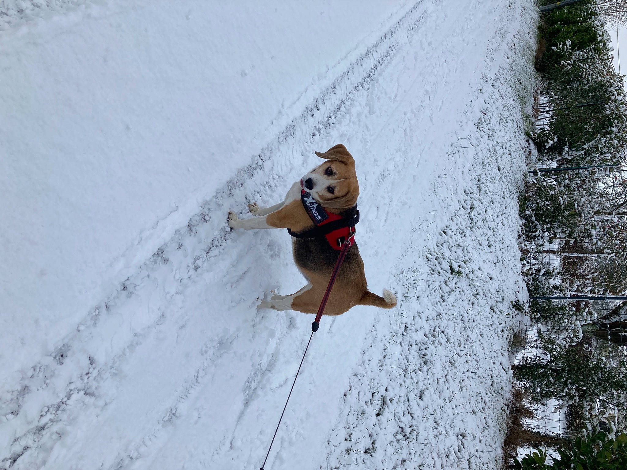 Fliquette a rejoint le concours — aidez-le/la à gagner de superbes lots ! adventure, carnivore, collar, dog, dog_breed, fawn, freezing, fun, geological_phenomenon, leash, leisure, plant, recreation, slope, snow, sporting_group, sunglasses, tree, winter, wood