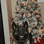 Luna is registered to the contest to win money with this photo: dog, christmas_tree, holiday_decor, ornaments, lights, indoor, floor, collar, pet, canine, festive, pine_tree, snow_flocked, red_ornaments, gold_ornaments, smiling, portrait, wood_floor, tag, home
