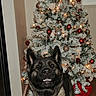 dog, christmas_tree, holiday_decor, ornaments, lights, indoor, floor, collar, pet, canine, festive, pine_tree, snow_flocked, red_ornaments, gold_ornaments, smiling, portrait, wood_floor, tag, home