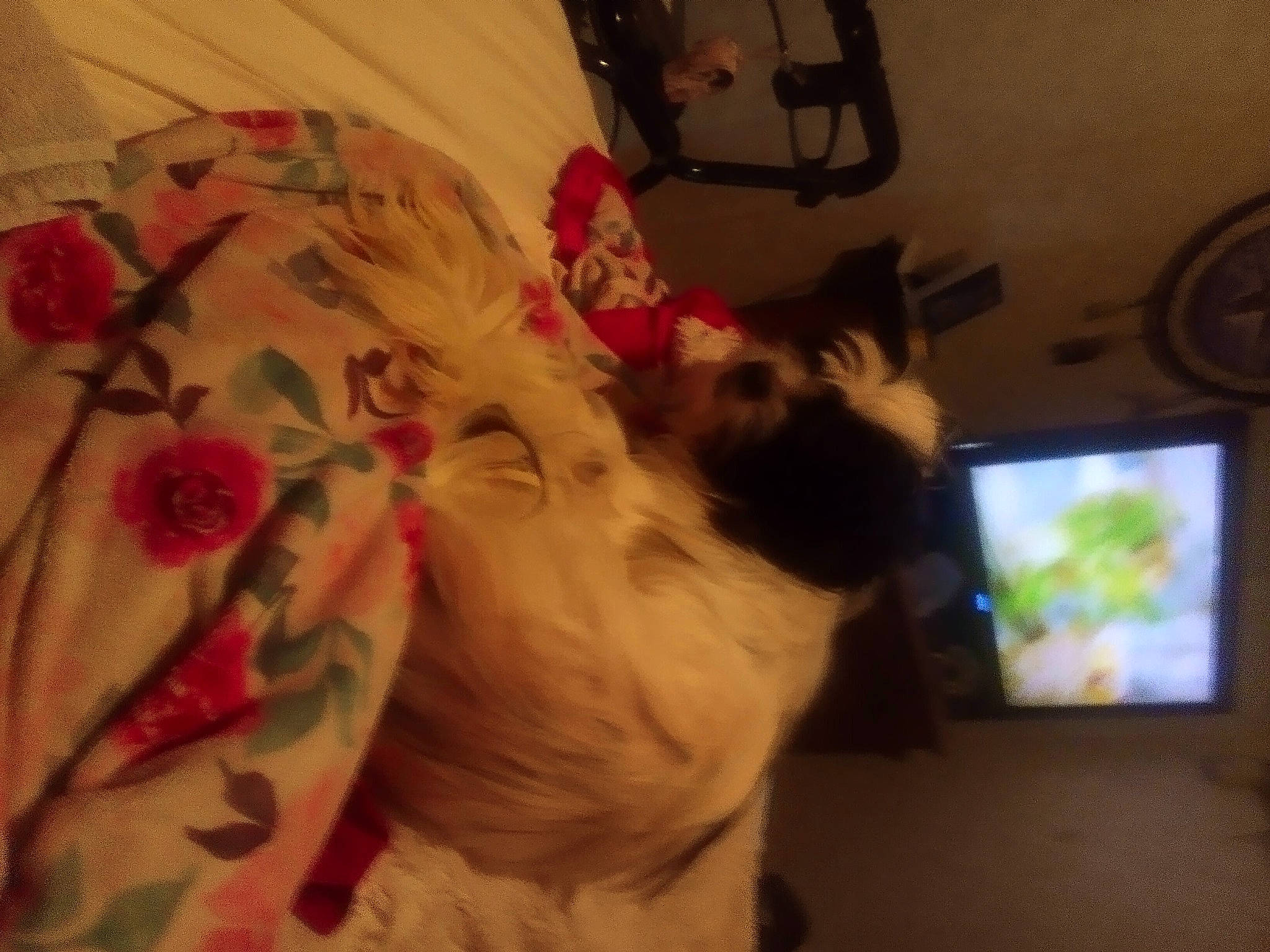 Snoopy joined the competition — help win amazing prizes! carnivore, comfort, companion_dog, dog, dog_breed, fawn, felidae, flower, fur, linens, paw, petal, plant, room, rose, small_to_medium_sized_cats, tail, toy_dog, whiskers, working_animal