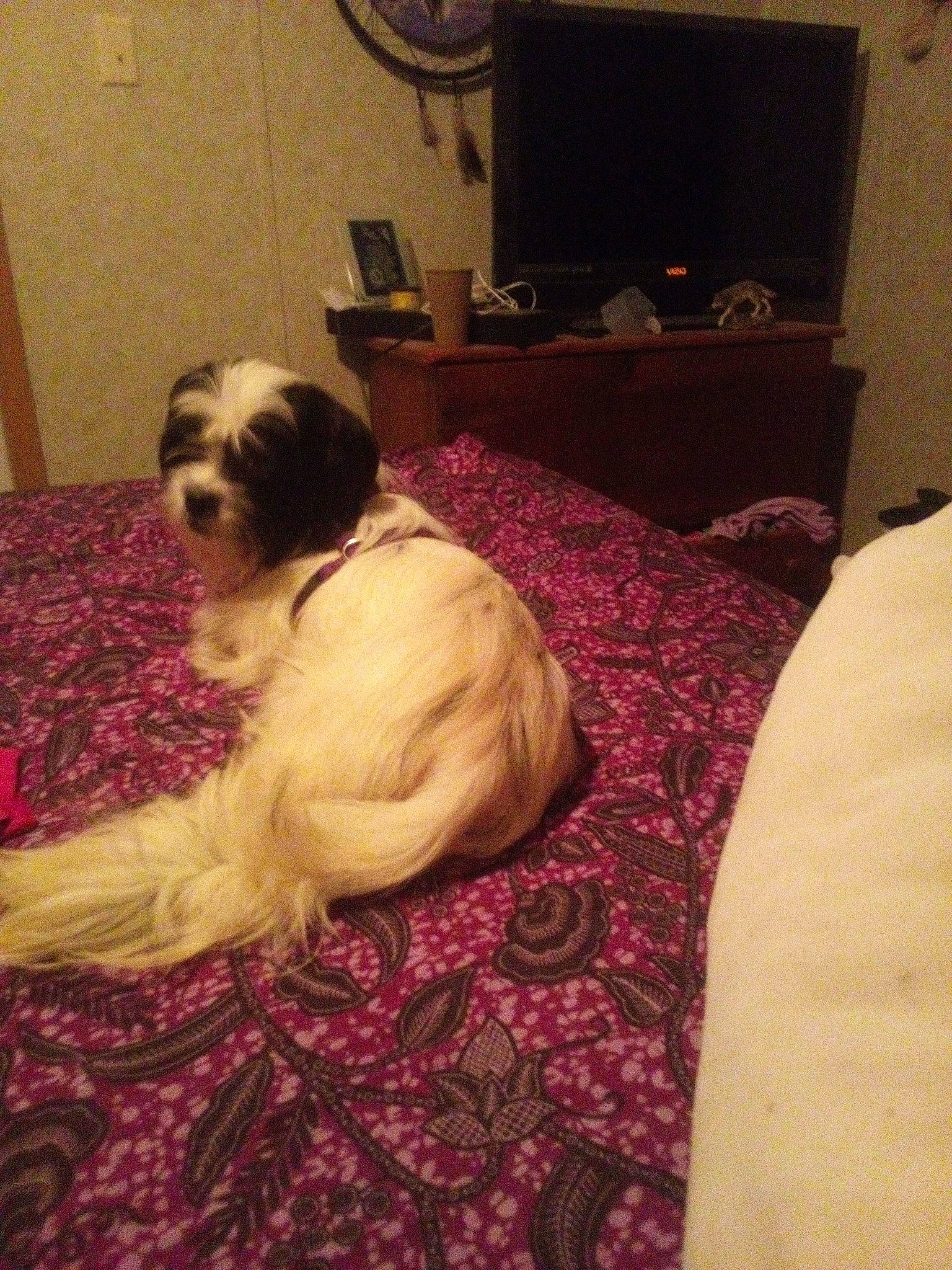 Snoopy joined the competition — help win amazing prizes! canidae, carnivore, comfort, companion_dog, dog, dog_breed, fawn, flooring, fur, hardwood, home_appliance, linens, small_terrier, snout, sporting_group, television, television_set, terrier, toy_dog, working_animal