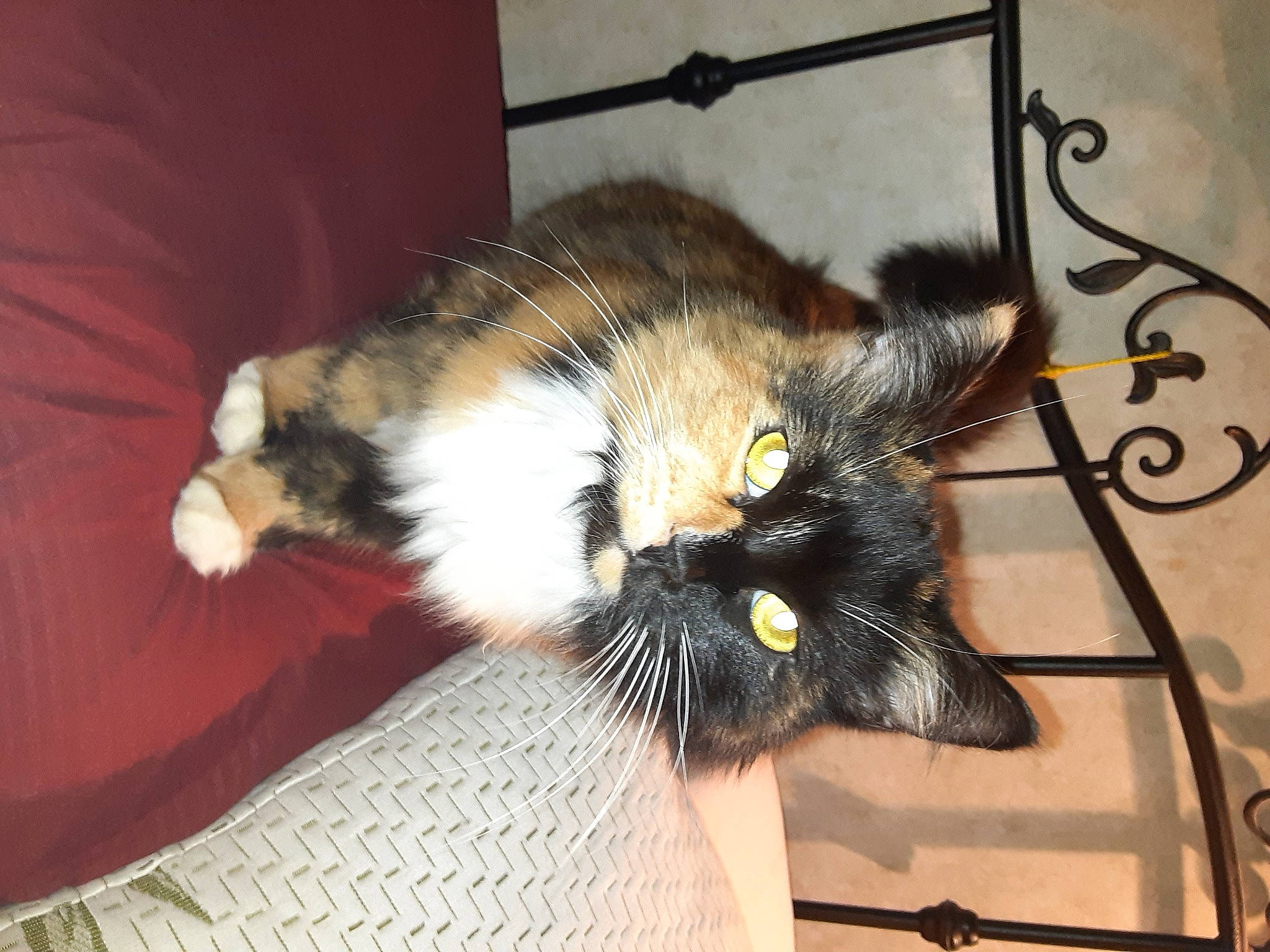 Lacey is registered to the contest to win money with this photo: carnivore, cat, claw, comfort, domestic_short_haired_cat, felidae, fur, paw, small_to_medium_sized_cats, snout, tail, terrestrial_animal, whiskers