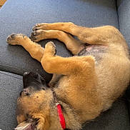 Locky a rejoint le concours — aidez-le/la à gagner de superbes lots ! puppy, dog, sleeping, collar, red_collar, couch, furniture, indoor, pet, animal, fur, brown_fur, black_fur, cute, resting, relaxed, paw, canine, domestic_animal, sleep