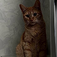 Pumpkin is registered to the contest to win money with this photo: cat, orange_tabby, pet, animal, feline, indoor, marble, ledges, fur, whiskers, ears, sitting, curious, shadow, light, texture, wall, portrait, quiet, calm