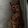 cat, orange_tabby, pet, animal, feline, indoor, marble, ledges, fur, whiskers, ears, sitting, curious, shadow, light, texture, wall, portrait, quiet, calm