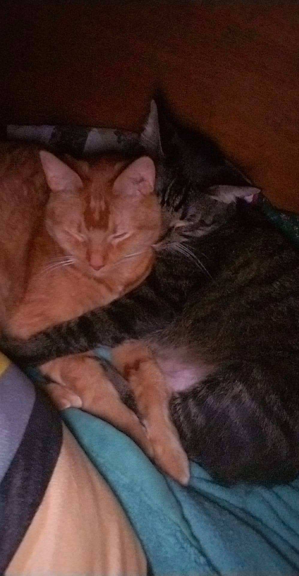 Red Red is registered to the contest to win money with this photo: asian, carnivore, cat, domestic_short_haired_cat, fawn, felidae, hand, kitten, mouth, small_to_medium_sized_cats, whiskers