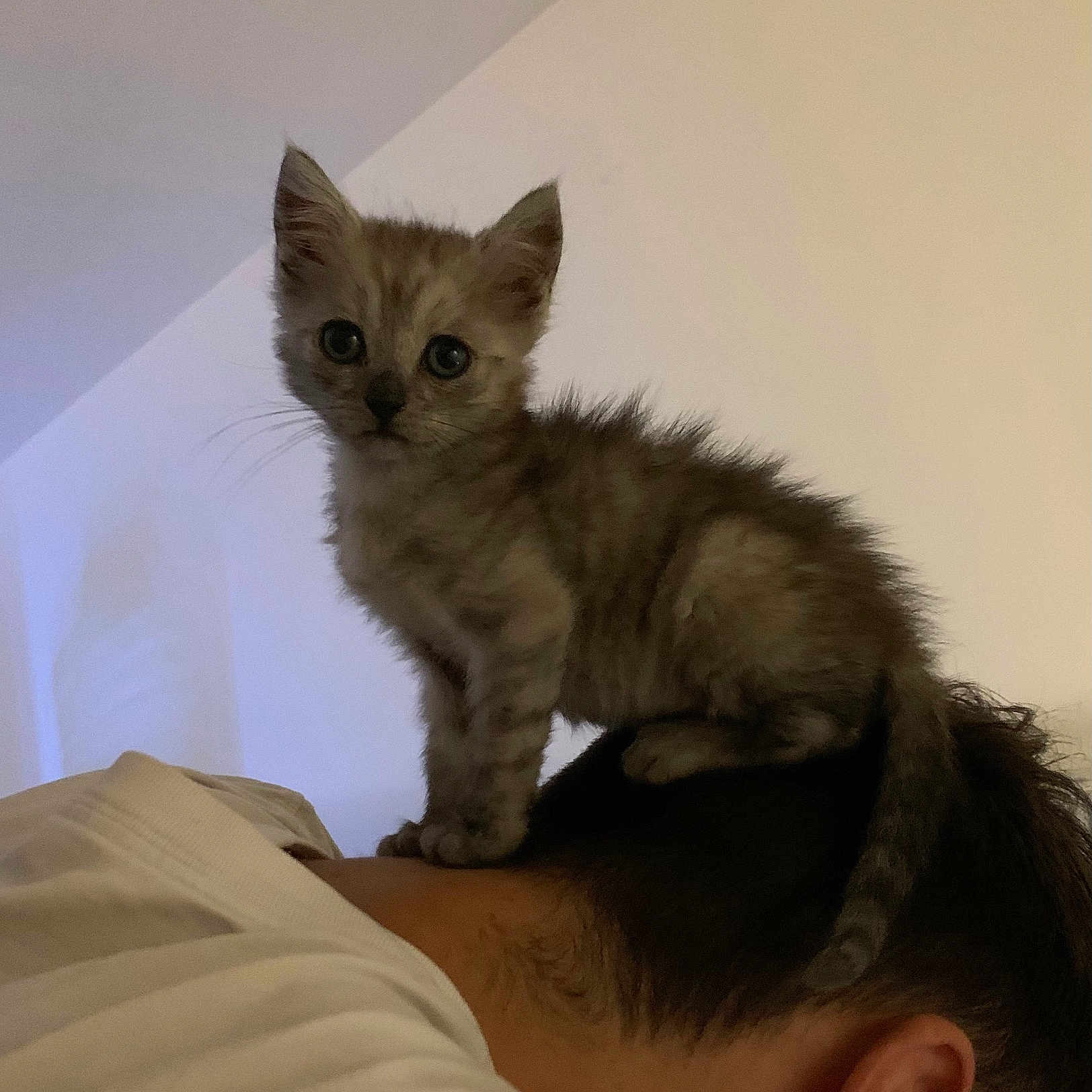 Tsuki a rejoint le concours — aidez-le/la à gagner de superbes lots ! abyssinian, angora, animal, baby, bed, bedroom, bodypart, cat, ear, egyptiancat, face, head, indoors, kitten, manx, person, pet, photography, portrait, siamese