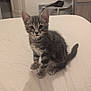 Ace a rejoint le concours — aidez-le/la à gagner de superbes lots ! kitten, cat, tabby, pet, indoor, bed, curious, small, feline, animal, domestic, cute, young, fur, whiskers, ears, tail, looking, sitting, room