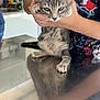 kitten, cat, tabby, person, hand, shirt, cartoon, dog_print, metal_surface, reflection, indoor, animal, pet, holding, feline, young_animal, gray, striped, cute, expression