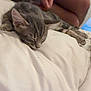 Ace a rejoint le concours — aidez-le/la à gagner de superbes lots ! kitten, cat, sleeping, blanket, bed, person, hand, furniture, indoor, relaxation, pet, animal, gray, tabby, cozy, resting, comfort, cute, soft, nap
