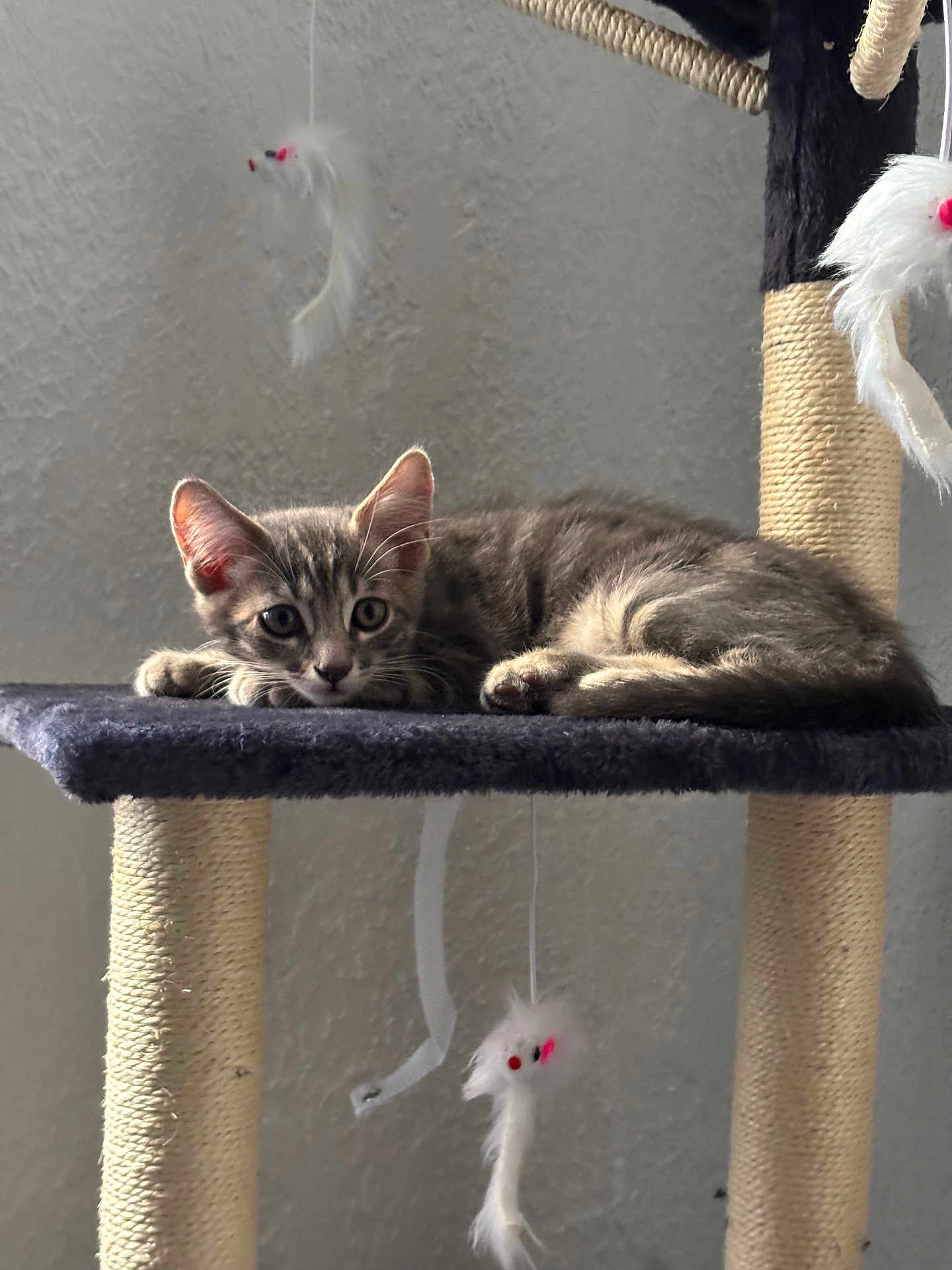 Ace participe au concours pour gagner de l'argent avec cette photo : kitten, cat, tabby, cat_tree, toy, feather_toy, pet, animal, indoor, curious, feline, resting, playful, whiskers, ears, paw, fur, closeup, household, scratching_post