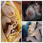 Eros is registered to the contest to win money with this photo: kitten, sleeping, blanket, towel, plush_toy, paw, cute, pet, animal, fur, indoors, resting, cozy, nap, soft, pink_nose, whiskers, small, mammal, relaxation