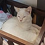 Eros is registered to the contest to win money with this photo: cat, white_cat, wooden_crate, blanket, cozy, sleepy, pet, animal, indoor, resting, fur, ears, face, whiskers, cute, domestic_cat, feline, relaxed, soft, nest