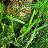 cat, tabby_cat, grass, plants, greenery, nature, outdoor, animal, pet, close_up, hiding, stealth, curious, feline, ears, eyes, face, flora, leaf, summer