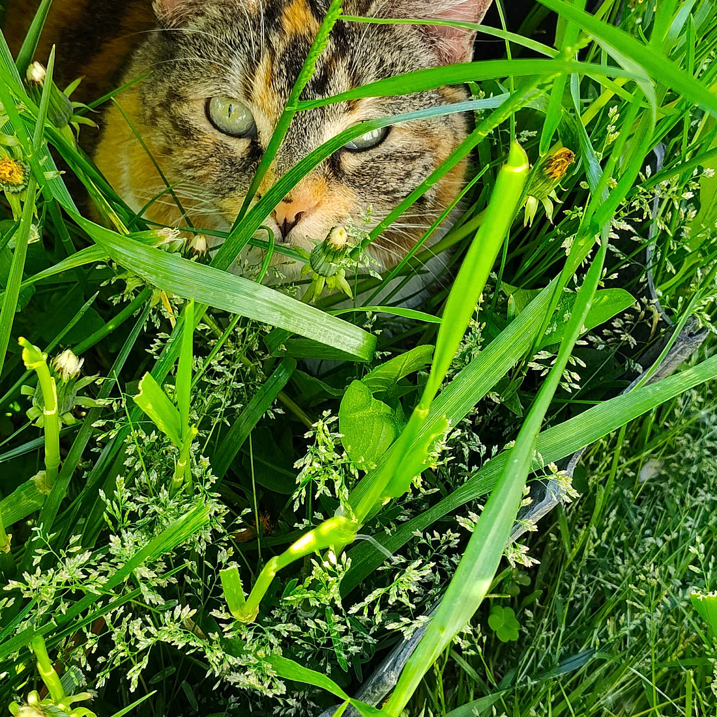 Gracie