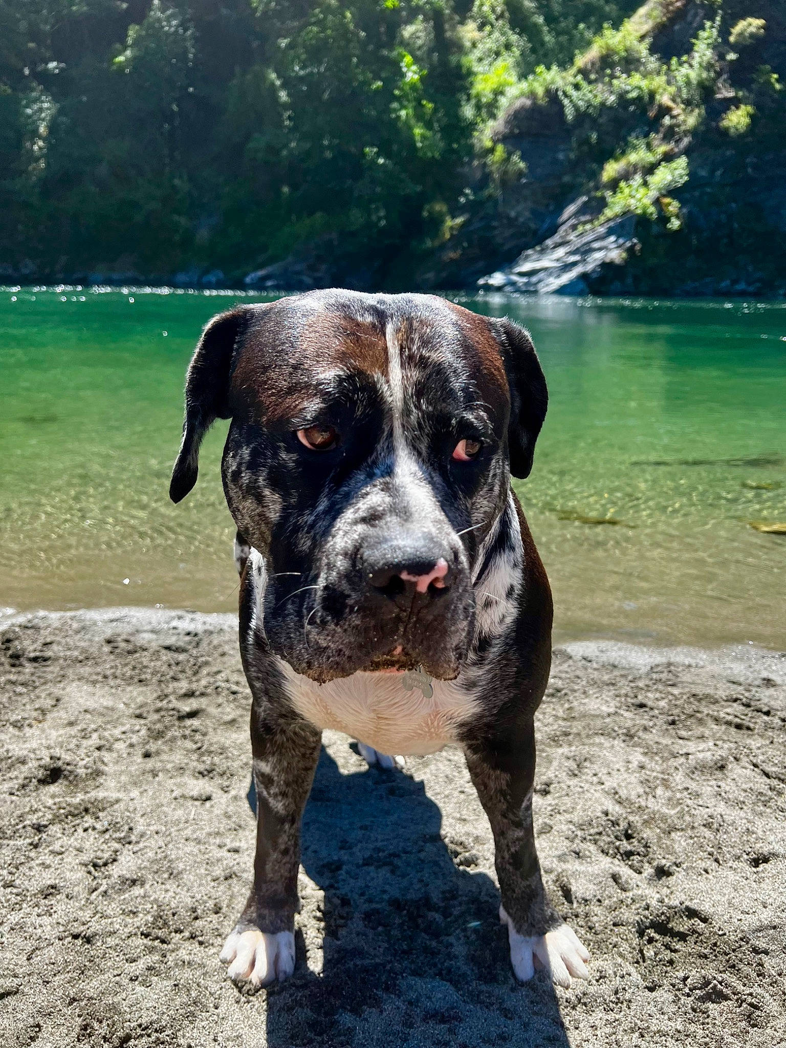 Aiko joined the competition — help win amazing prizes! canidae, carnivore, companion_dog, dog, dog_breed, fawn, grass, hunting_dog, lake, landscape, molosser, non_sporting_group, plant, rock, snout, sporting_group, tree, water, working_animal, working_dog