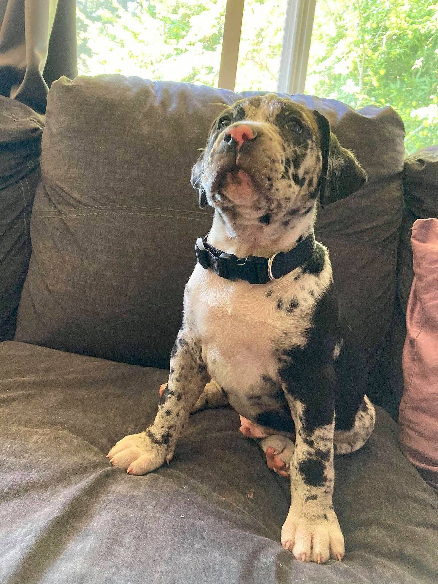 Aiko joined the competition — help win amazing prizes! canidae, carnivore, collar, comfort, companion_dog, couch, dog, dog_breed, dog_collar, fawn, fur, leash, liver, snout, sporting_group, tail, tree, window, working_animal, working_dog