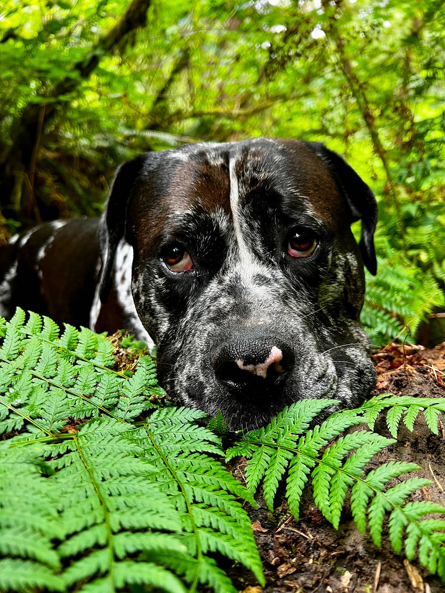 Aiko is registered to the contest to win money with this photo: carnivore, companion_dog, dog, dog_breed, eye, fawn, forest, garden, grass, green, groundcover, jungle, plant, shrub, snout, sporting_group, terrestrial_animal, terrestrial_plant, tree, working_animal