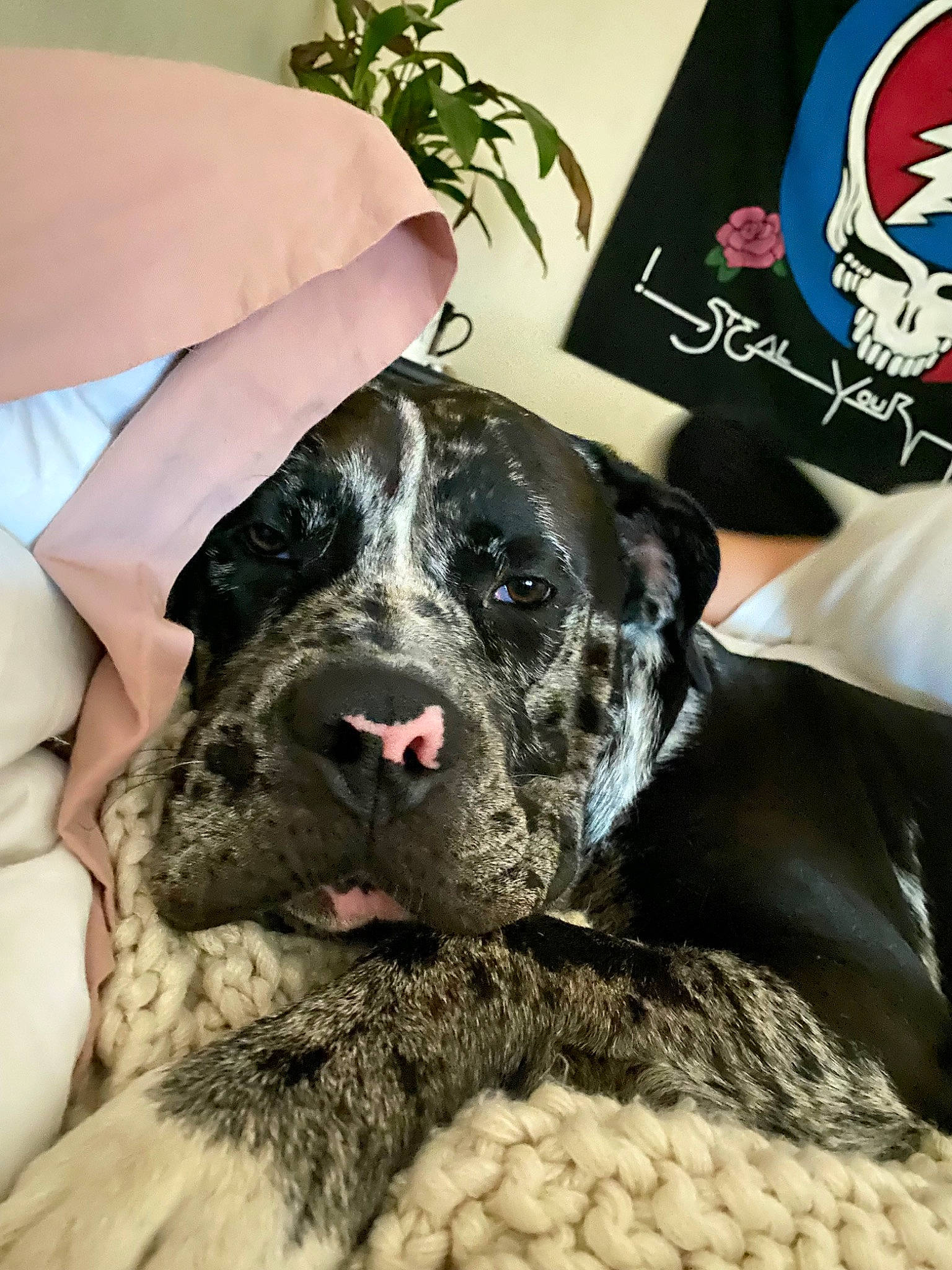 Aiko is registered to the contest to win money with this photo: canidae, carnivore, collar, comfort, companion_dog, dog, dog_breed, fawn, fur, guard_dog, paw, plant, puppy, puppy_love, snout, sporting_group, terrestrial_animal, whiskers, working_animal, wrinkle