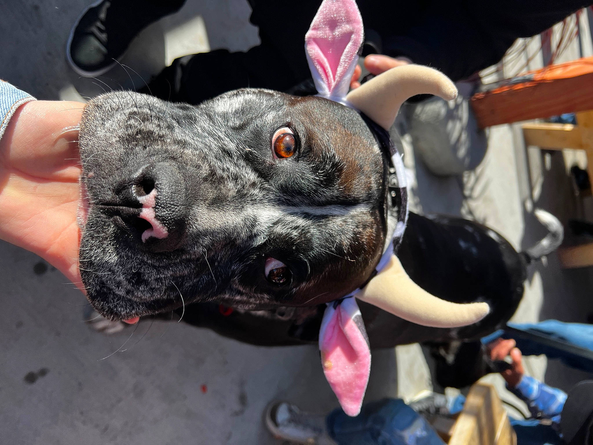 Aiko is registered to the contest to win money with this photo: canidae, carnivore, collar, companion_dog, dog, dog_breed, dog_collar, guard_dog, metal, non_sporting_group, snout, sporting_group, whiskers, working_animal, working_dog