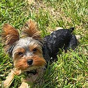 Deuce is registered to the contest to win money with this photo: dog, grass, outdoor, pet, sunlight, animal, cute, small_dog, fur, ears, nature, canine, lying_down, daylight, adorable, muzzle, collar, eyes, tongue_hidden, relaxed