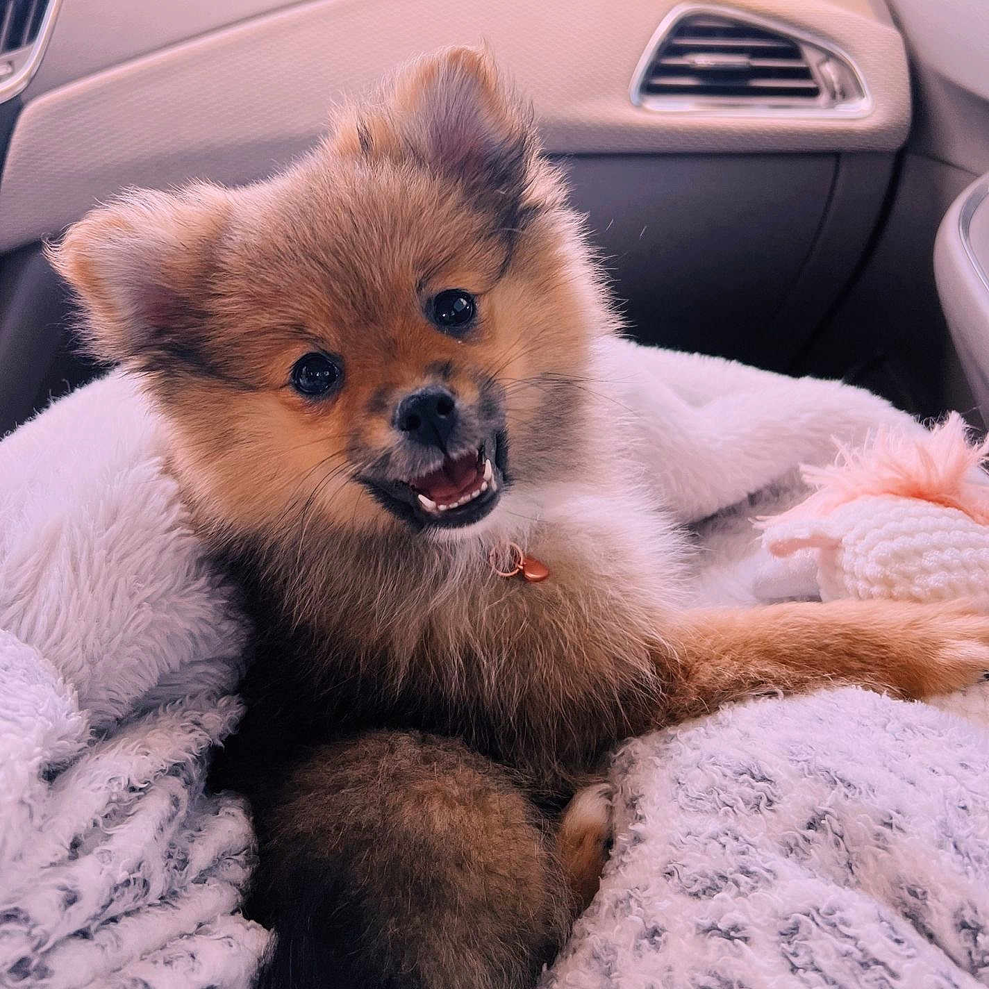 Nova is registered to the contest to win money with this photo: blanket, car_interior, closeup, collar, comfort, cozy, cute, dog, ears, fluffy, fur, happy, indoor, nose, pet, puppy, relaxed, smiling, toy, young_dog