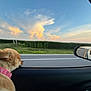 Nova joined the competition — help win amazing prizes! dog, car, side_mirror, window, road, field, sky, clouds, sunset, collar, pet, animal, travel, outdoor, reflection, transportation, nature, canine, road_trip, scenery