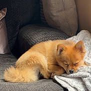 Nova is registered to the contest to win money with this photo: dog, sleeping, couch, blanket, pillow, indoor, cozy, pet, fur, resting, cute, small_dog, relaxation, home, furniture, living_room, fluffy, canine, comfort, nap