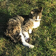 Chaussette participe au concours pour gagner de l'argent avec cette photo : cat, tabby, grass, outdoor, sunlight, pet, animal, relaxed, nature, feline, fur, whiskers, daylight, resting, mammal, cute, domestic, wildlife, eyes_closed, sunshine