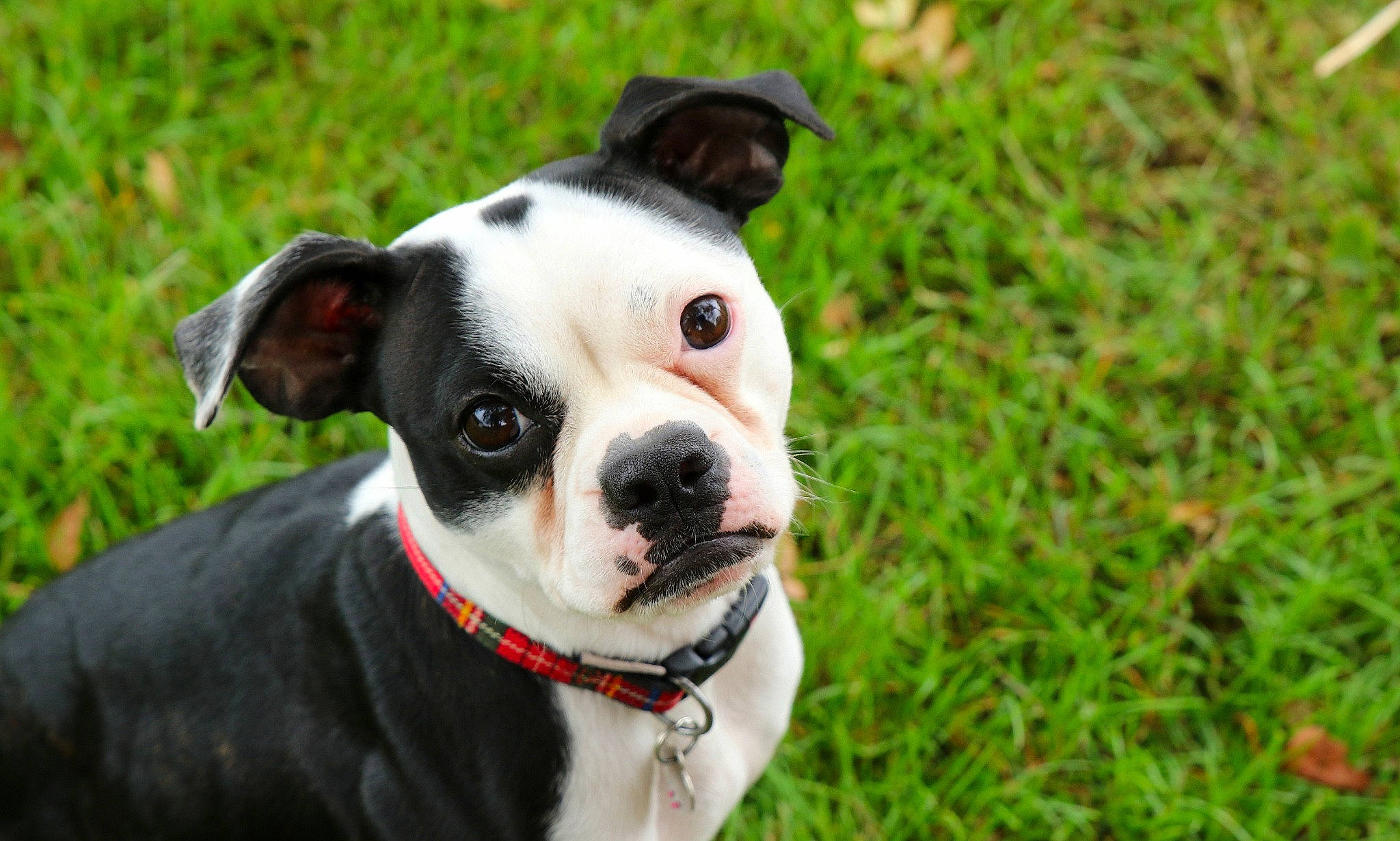 Tilly joined the competition — help win amazing prizes! canidae, carmine, carnivore, collar, companion_dog, dog, dog_breed, dog_collar, dog_supply, fashion_accessory, fawn, grass, leash, non_sporting_group, pet_supply, plant, snout, sporting_group, whiskers, working_animal