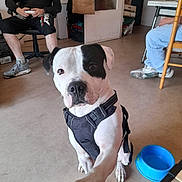 Titan participe au concours pour gagner de l'argent avec cette photo : animal, blue_bowl, casual_clothing, chair, dog, floor, footwear, friendly, harness, home, indoor, interaction, light, paw, person, pet, relaxed, room, sitting, table