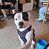 animal, blue_bowl, casual_clothing, chair, dog, floor, footwear, friendly, harness, home, indoor, interaction, light, paw, person, pet, relaxed, room, sitting, table