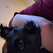 Louie is registered to the contest to win money with this photo: animal, black_dog, casual, close_up, companion, cozy, cute, dog, domestic, face, framed_photos, fur, home, indoor, maroon_shirt, person, pet, portrait, snuggle, wall