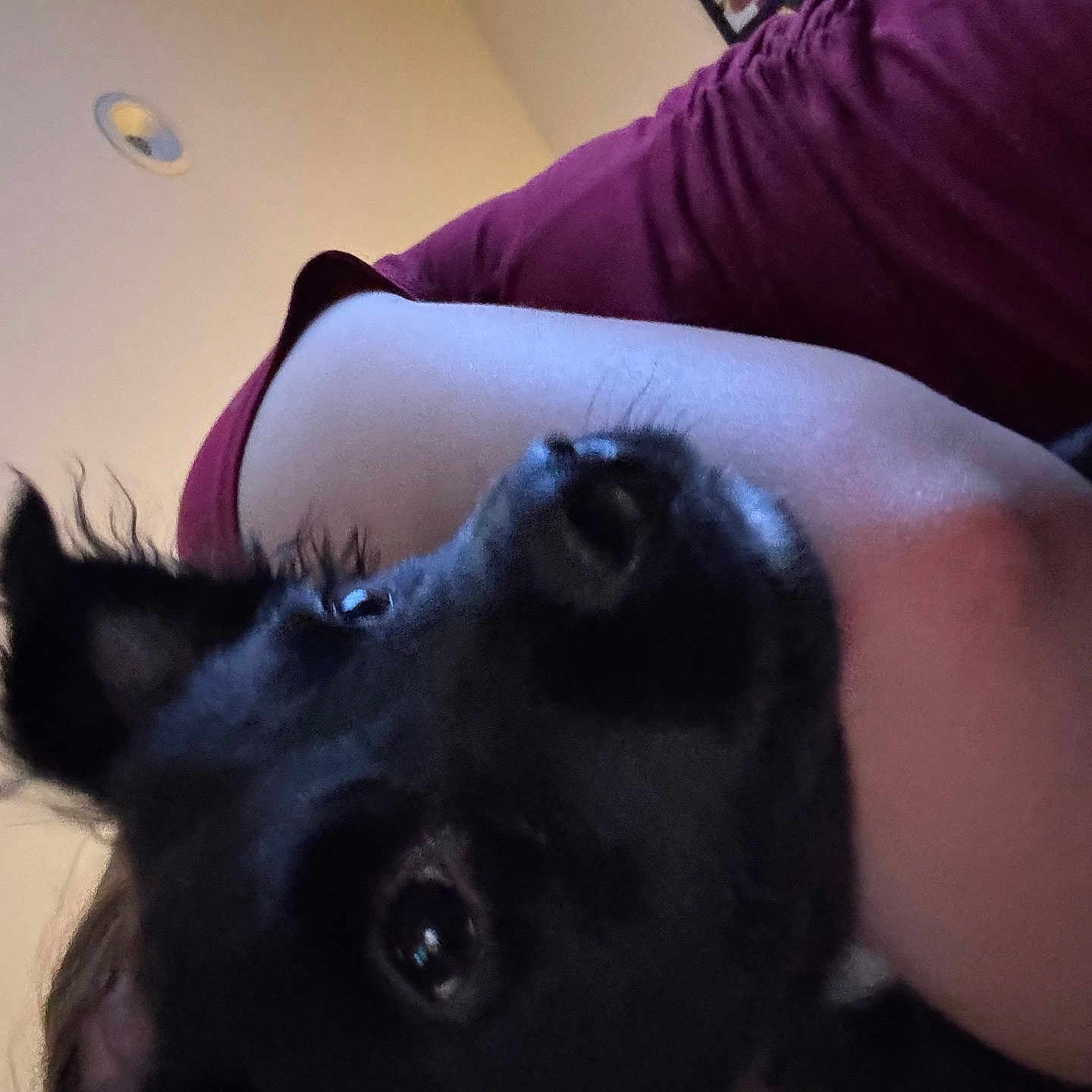 Louie is registered to the contest to win money with this photo: animal, black_dog, casual, close_up, companion, cozy, cute, dog, domestic, face, framed_photos, fur, home, indoor, maroon_shirt, person, pet, portrait, snuggle, wall