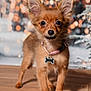 dog, puppy, small_dog, brown_fur, big_ears, collar, bone_tag, standing, wooden_floor, bokeh, holiday_lights, indoor, cute, pet, animal, fur, adorable, portrait, looking_at_camera, ears_up