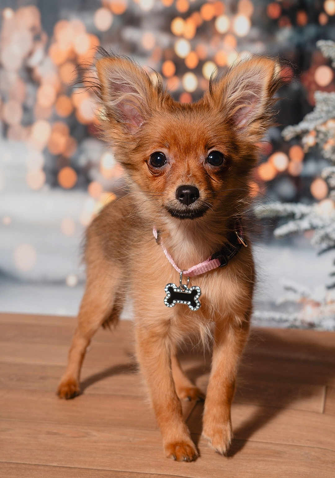 Arlette a rejoint le concours — aidez-le/la à gagner de superbes lots ! dog, puppy, small_dog, brown_fur, big_ears, collar, bone_tag, standing, wooden_floor, bokeh, holiday_lights, indoor, cute, pet, animal, fur, adorable, portrait, looking_at_camera, ears_up