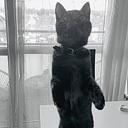 Jager a rejoint le concours — aidez-le/la à gagner de superbes lots ! animal, balcony, black_and_white, black_cat, cat, collar, curious, curtains, domestic, ears, feline, home, indoor, legs, looking_up, pet, standing, table, whiskers, window