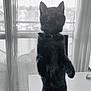 animal, balcony, black_and_white, black_cat, cat, collar, curious, curtains, domestic, ears, feline, home, indoor, legs, looking_up, pet, standing, table, whiskers, window