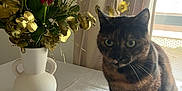 Jager a rejoint le concours — aidez-le/la à gagner de superbes lots ! cat, close_up, curtains, decor, domestic_animal, feline, flower_arrangement, golden_leaves, home, indoor, natural_light, pet, plant, roses, still_life, table, tablecloth, tortoiseshell_cat, vase, window