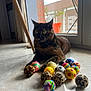 Jager a rejoint le concours — aidez-le/la à gagner de superbes lots ! animal, balls, cat, colorful, curious, floor, furniture_leg, glass_door, indoor, marble_floor, natural_light, pattern, pet, plant, playful, pot, reflection, tortoiseshell_cat, toys, window