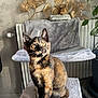 Jager participe au concours pour gagner de l'argent avec cette photo : animal, cat, cat_tree, cozy, curious, domestic, ears, eyes, furniture, golden_leaf_art, gray_blanket, home, indoor, kitten, pet, plant, sitting, soft_light, tortoiseshell, whiskers