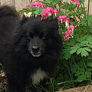 Panda Bear joined the competition — help win amazing prizes! dog, black_dog, fluffy, outdoor, garden, flowers, bleeding_heart, pink_flowers, wooden_fence, green_leaves, grass, pet, animal, nature, plant, fur, portrait, cute, canine, closeup