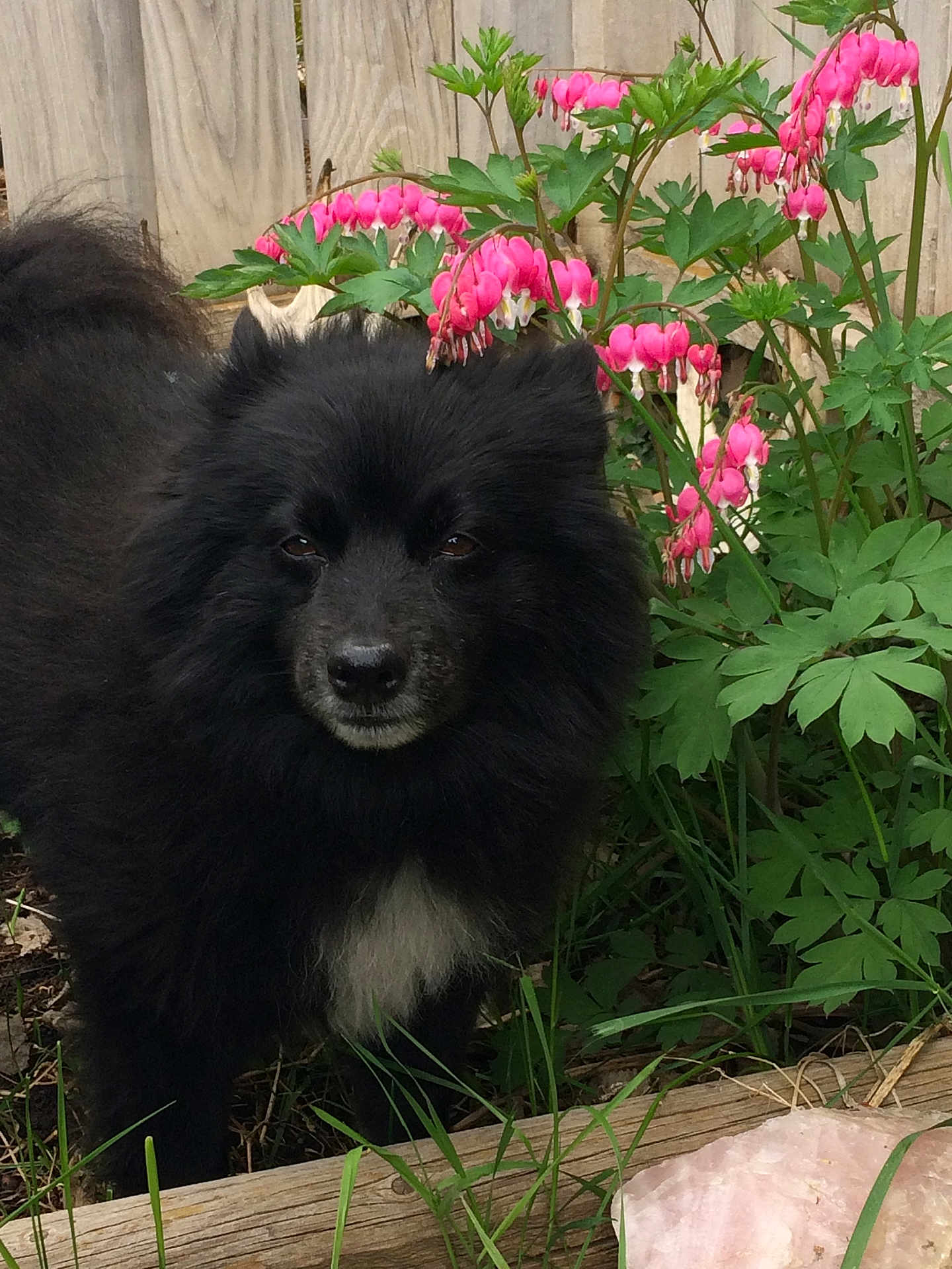Panda Bear joined the competition — help win amazing prizes! dog, black_dog, fluffy, outdoor, garden, flowers, bleeding_heart, pink_flowers, wooden_fence, green_leaves, grass, pet, animal, nature, plant, fur, portrait, cute, canine, closeup
